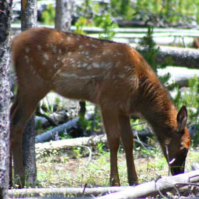 Elk Calf